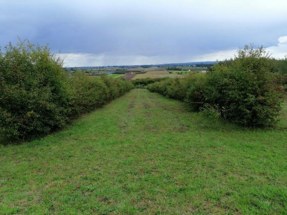 - wysoka_gorywysockie_samosiewy_i_odrosty_do_usuniecia.jpg - wysoka_gorywysockie_samosiewy_i_odrosty_do_usuniecia.jpg